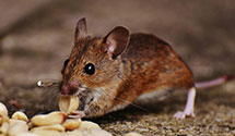 24 Hour & Emergency Exterminators in Fairchild Air Force Base, WA